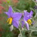 solanum-eleagnifolium