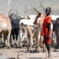 south_sudan_cows-700x400.jpg