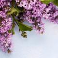 spring-flowers-pxjz5hv.jpg