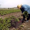 240 εκατομμύρια ευρώ για τη στήριξη των αγροτών 