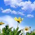 sunny_springtime-wide.jpg