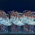 swan_lake_i_limni_ton_kiknon_periodeia_irakleio_kriti.jpg