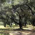 Στην Βουλή οι αποζημιώσεις από την σχοινοκαρπία 