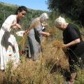 Πανεπιστήμιο των Ορέων: Τελετή συγκομιδής λιναριού στα Καλέσα