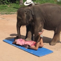 Ο ελέφαντας που σε ... ξεκουράζει (βίντεο)
