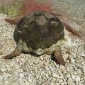 Νεκρή χελώνα καρέτα - καρέτα στην παραλιακή κοντά στο Τάλως