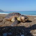 Δέκα νεκρά ζώα σε παραλίες της Ελλάδας τον Ιούνιο