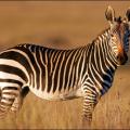 ζέβρα