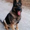 Κήδεψαν τον πρώτο σκύλο του Ελληνικού Στρατού με τιμές επιφανούς στρατιώτη!!!