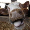 Νορβηγία: Πιθανό κρούσμα της νόσου των τρελών αγελάδων