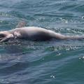 δελφίνι νεκρό