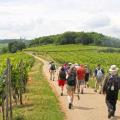 walking_in_the_vineyards