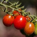 ntomates , ντοματες