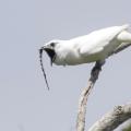 white-bellbird.jpg
