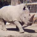 Πέθανε ένας από τους 6 τελευταίους λευκούς ρινόκερους