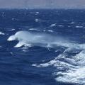 windy-day-at-sea.jpg