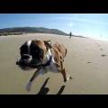 Σκυλί με δύο πόδια πάει πρώτη φορά στην παραλία και τρελαίνεται!!