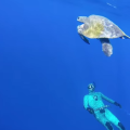 Μία θαλάσσια χελώνα &quot;ευχαριστεί&quot; τον διασώστη της (βίντεο)