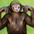 Οι χιμπατζήδες μας &quot;μιλούν&quot;!