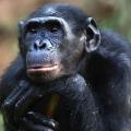 Ακόμη και οι χιμπατζήδες μαθαίνουν ξένες ... γλώσσες!