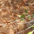 xylella