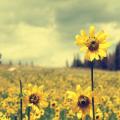yellow-flowers-field-cloudy-sky-forest-trees-wide-hd-wallpaper.jpg