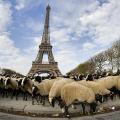 Βοσκοί διαδήλωσαν με τα πρόβατά τους στον Πύργο του Άιφελ!