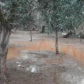 ΕΛΓΑ: Αποζημιώσεις από Δευτέρα για ζημιές στην φυτική παραγωγή