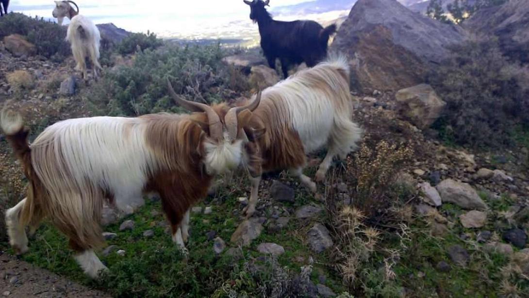 κατσίκια θρυπτή
