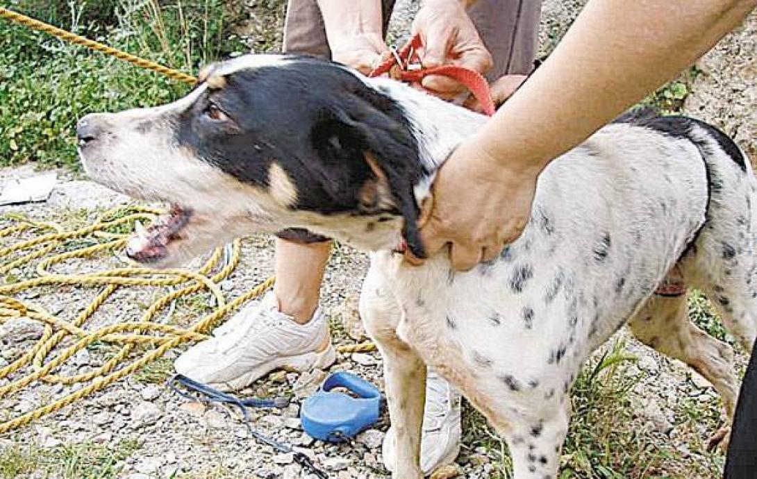 Συναντήσεις με τις εισαγγελικές αρχές για την κακοποίηση των ζώων