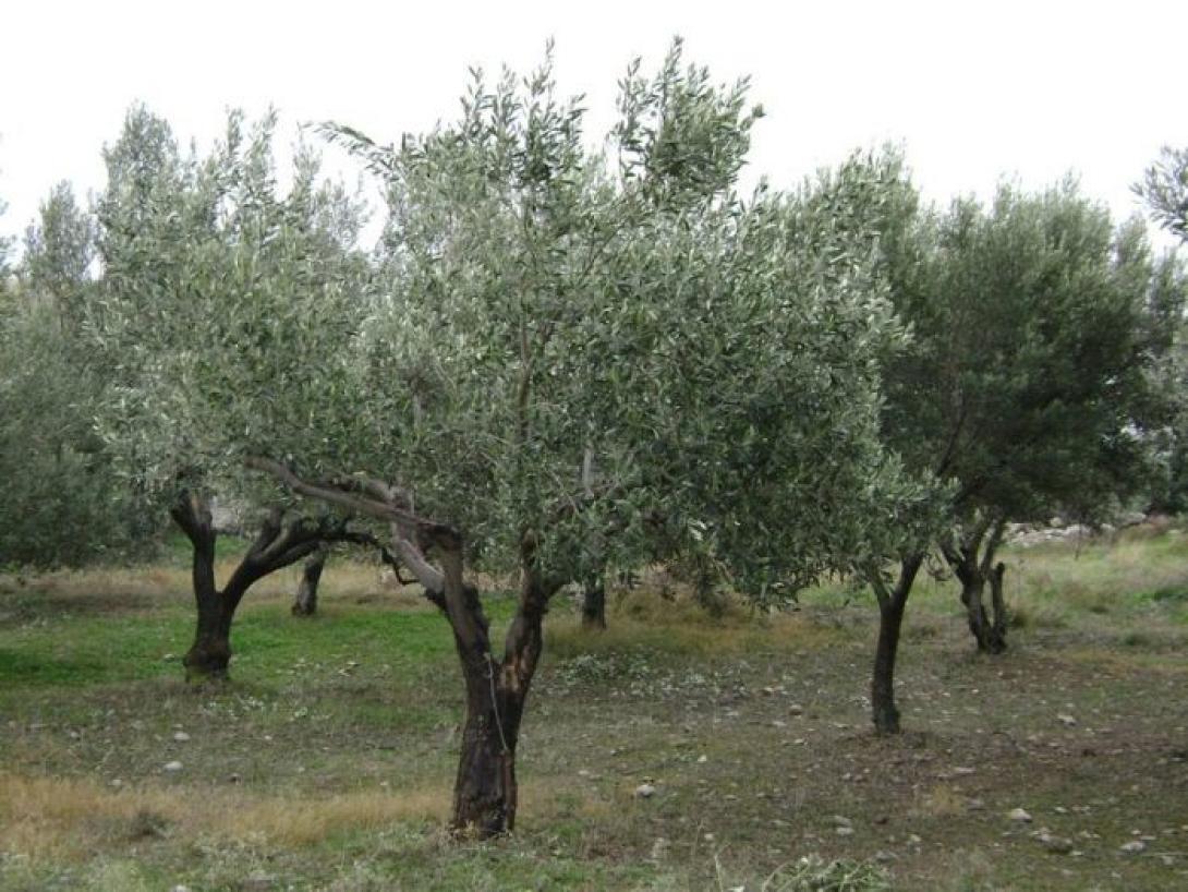 Ελαιοκαλλιέργεια