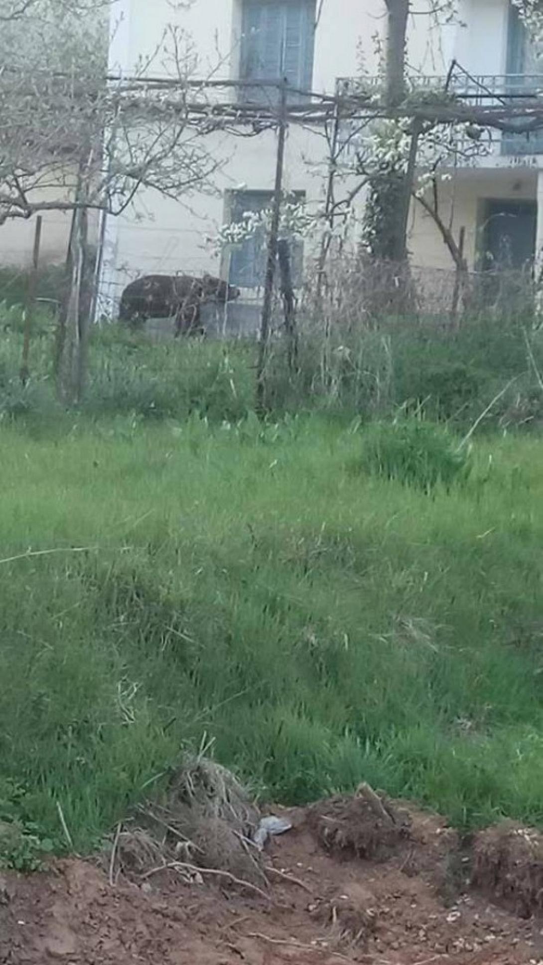 1176842_bear.jpg