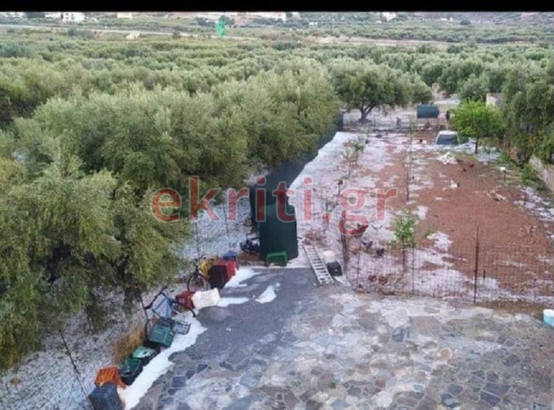 Δήμος Χερσονήσου: Σοβαρό πλήγμα για τους ελαιοπαραγωγούς