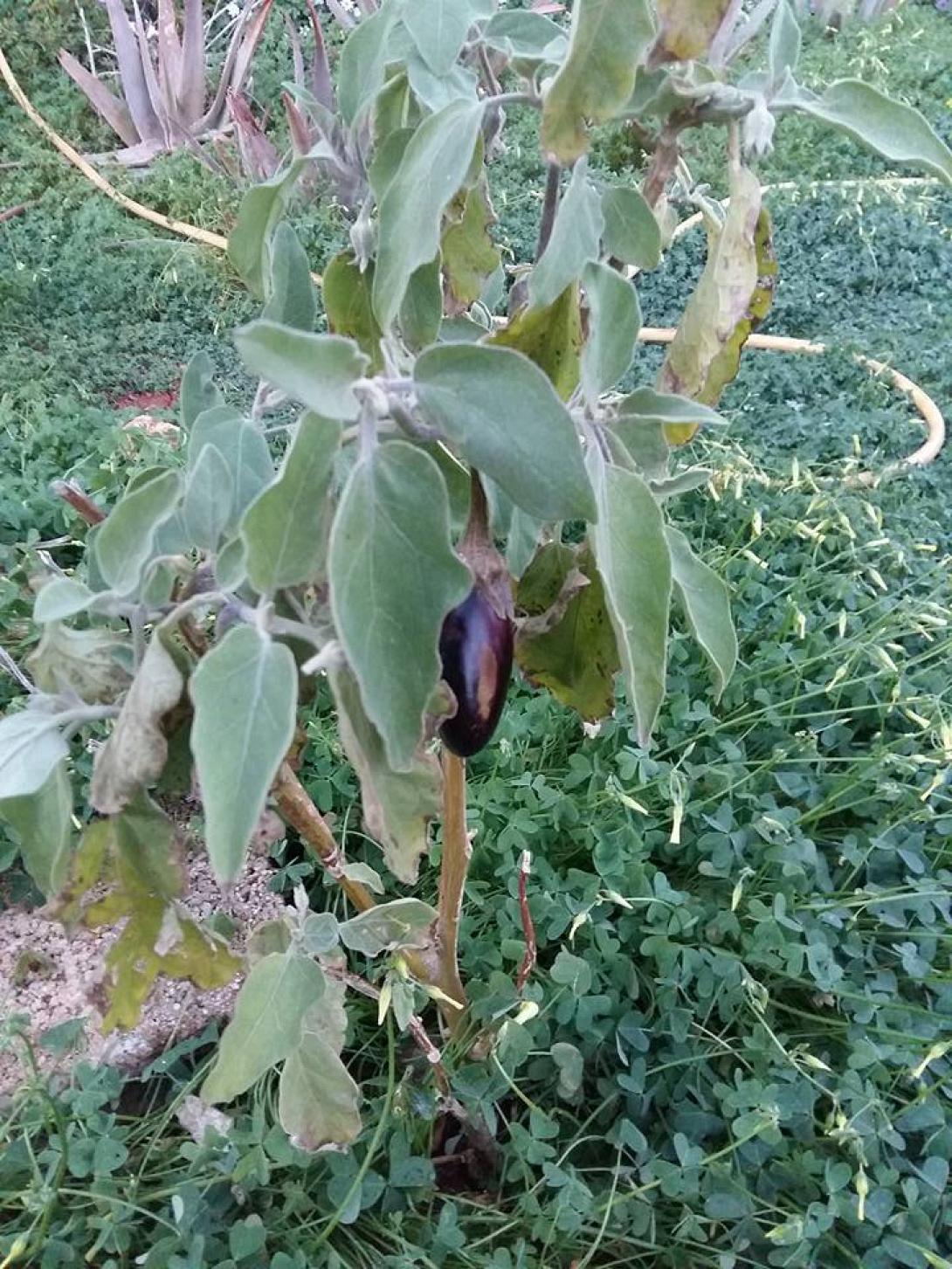 Μελιτζάνα