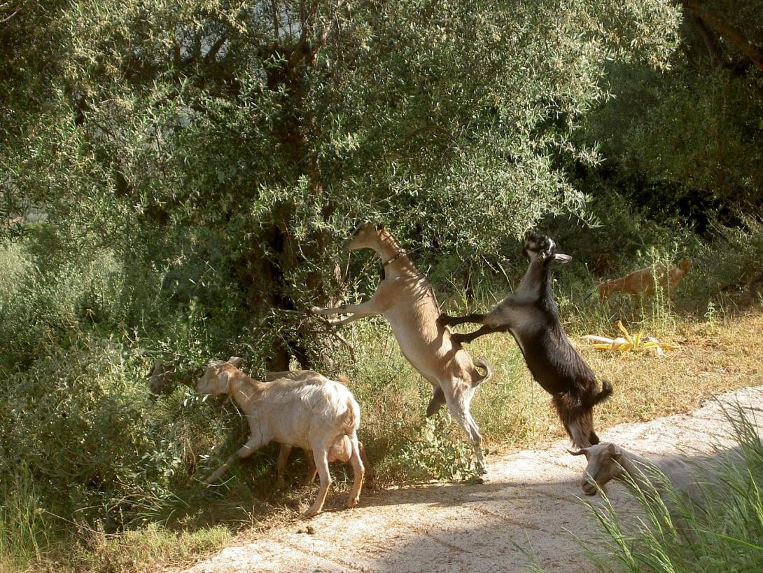 κατσικια,ελια