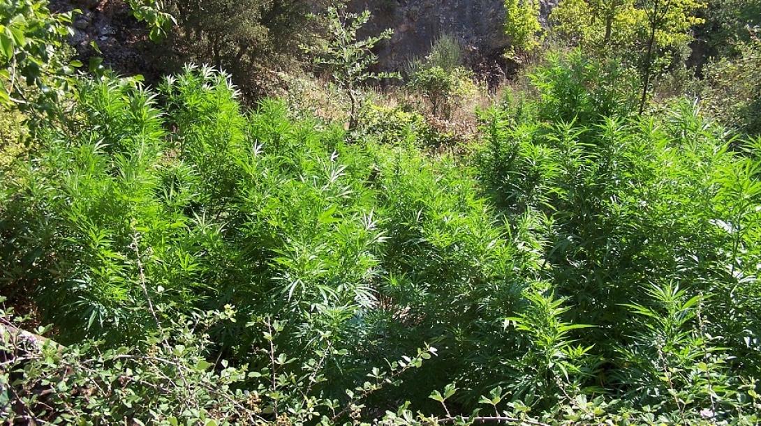 "Δάσος" δενδρυλλιων κάναβης εντοπίστηκε στη Ρόδο