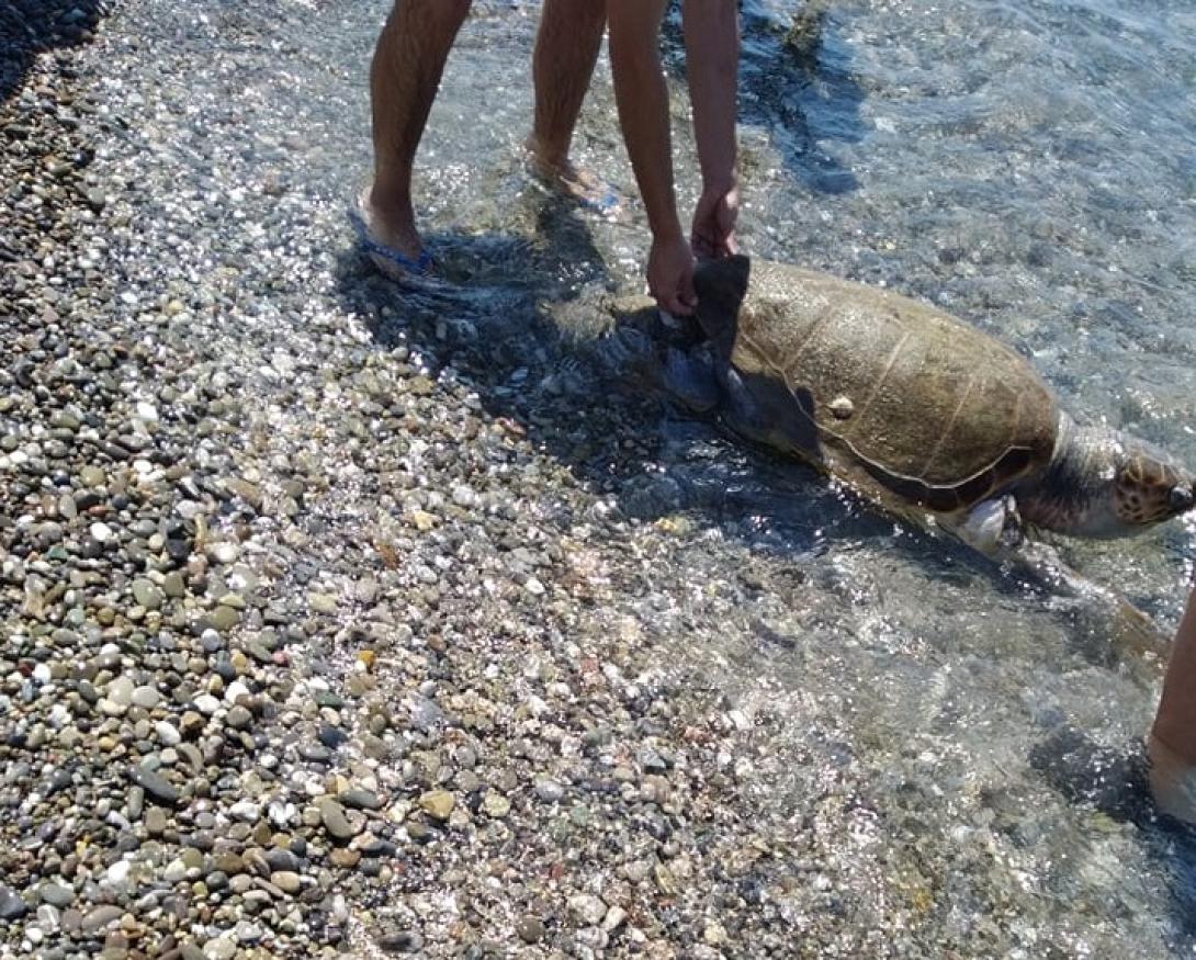 καρέτα καρέτα μακρύ γυαλός