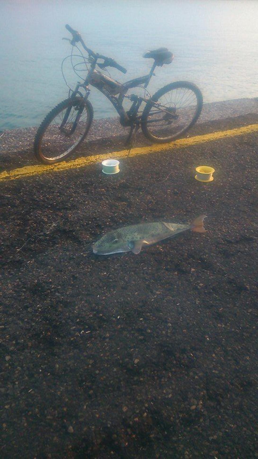 λαγοκέφαλος κουλε