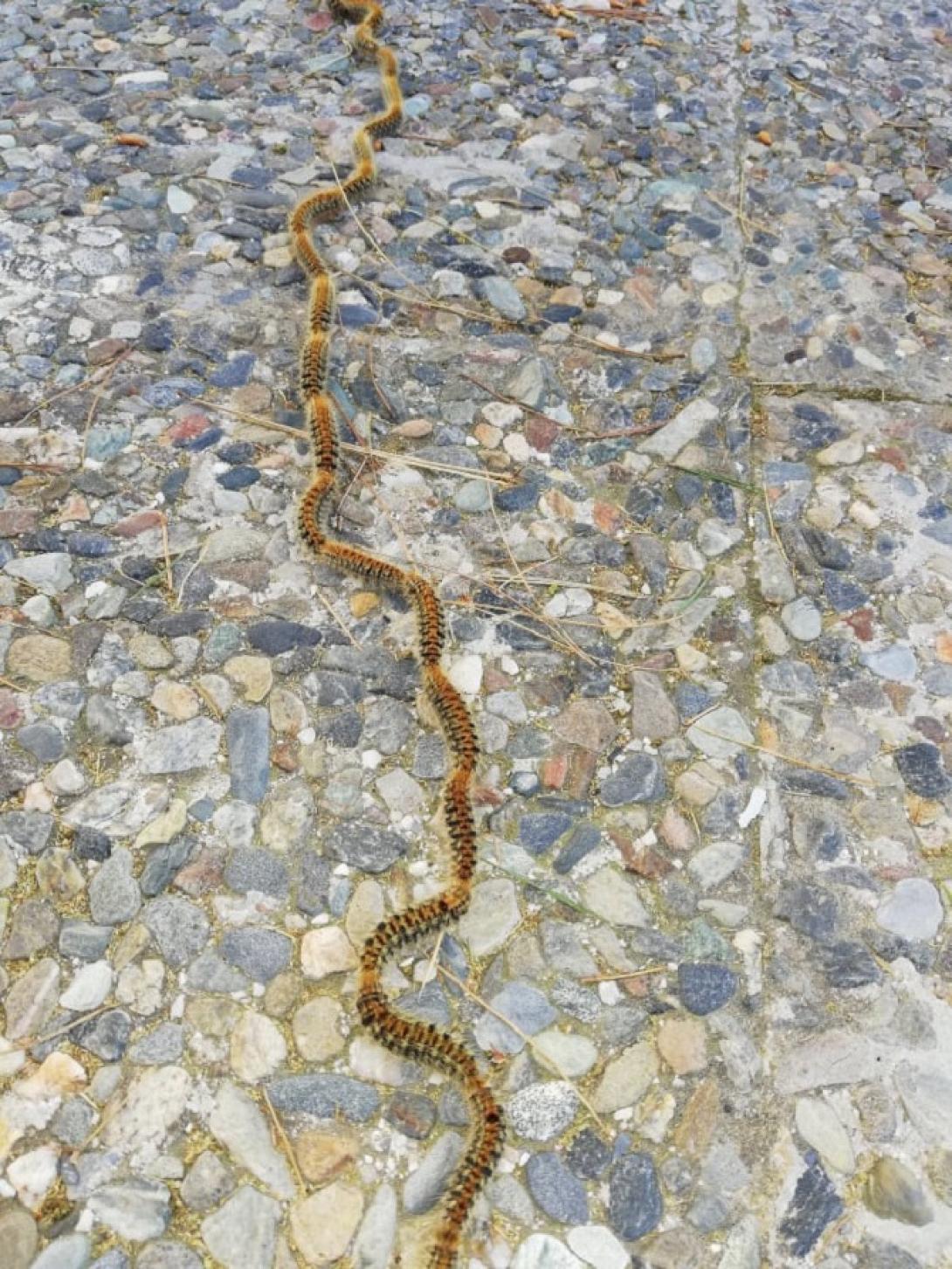 Κάμπιες