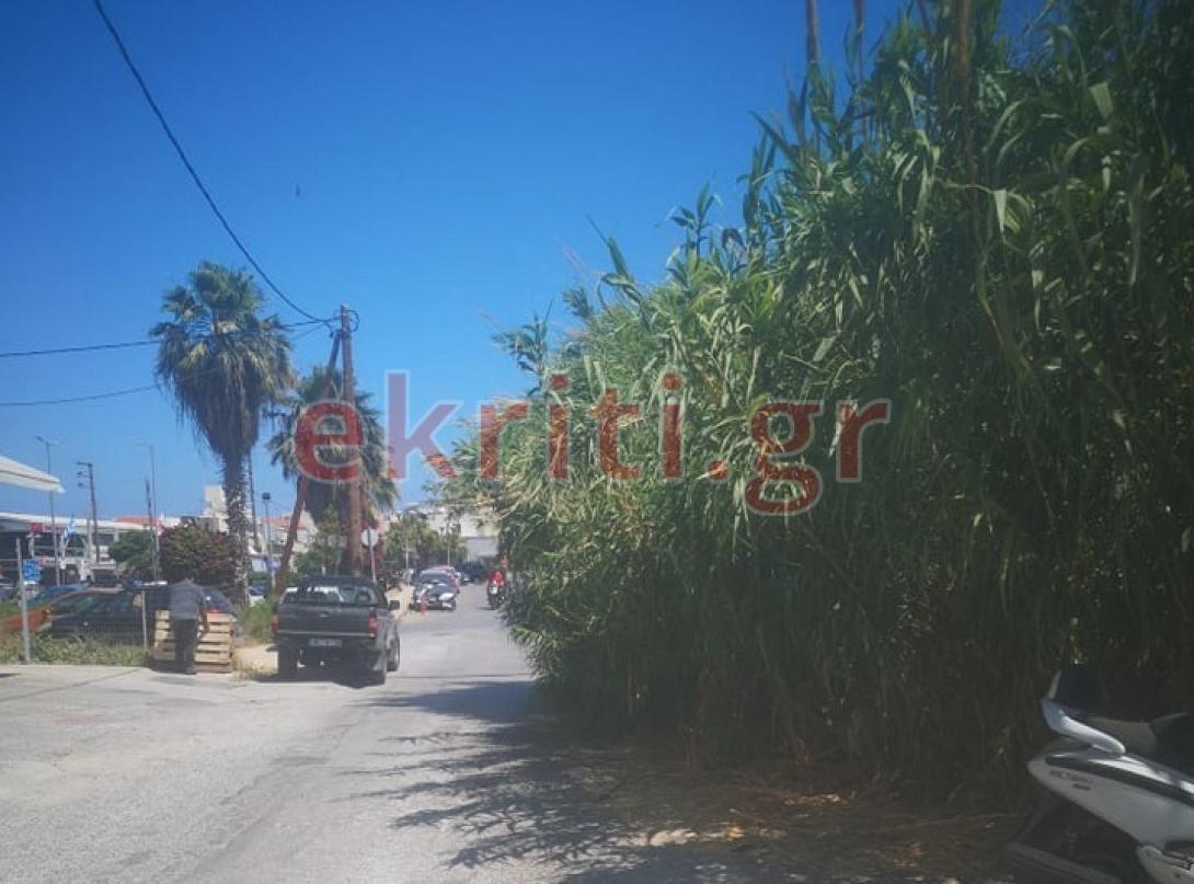 καλαμια