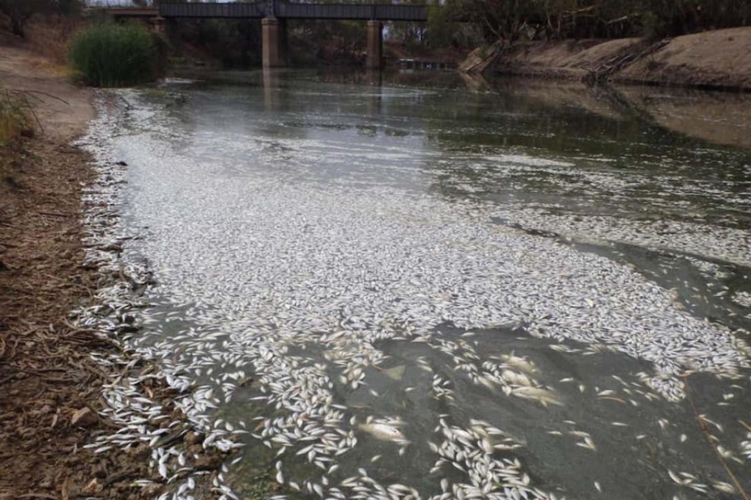 Εκατοντάδες χιλιάδες ψάρια  έχουν πεθάνει στον ποταμό Macleay.jpg