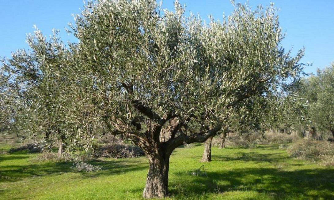ελαιόδεντρο