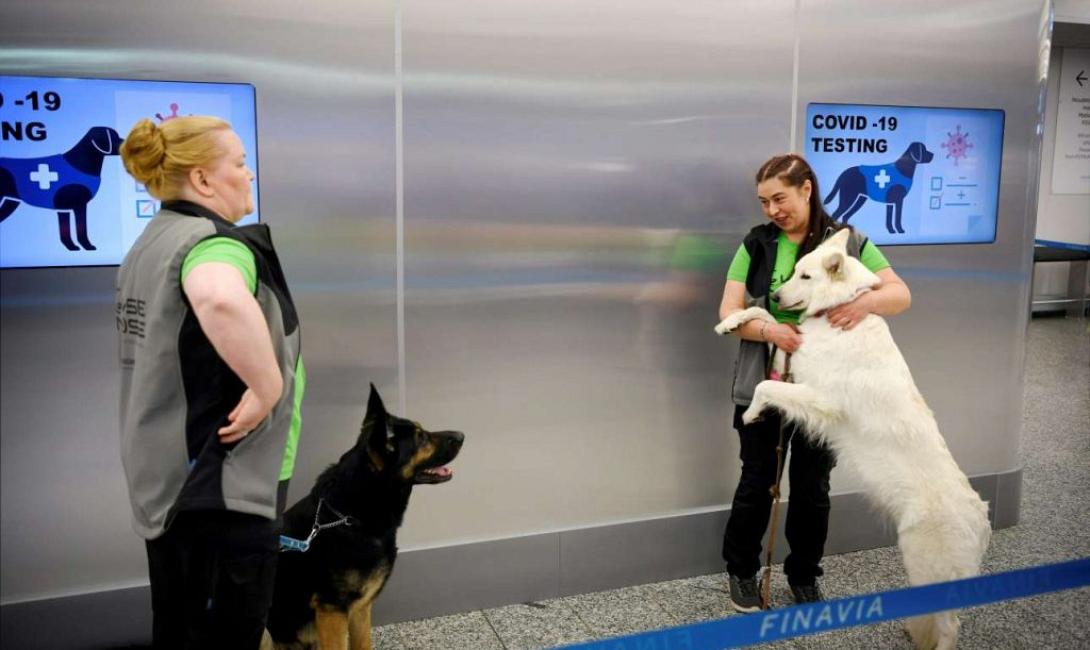 σκύλος Φιλανδία κορωνοϊός