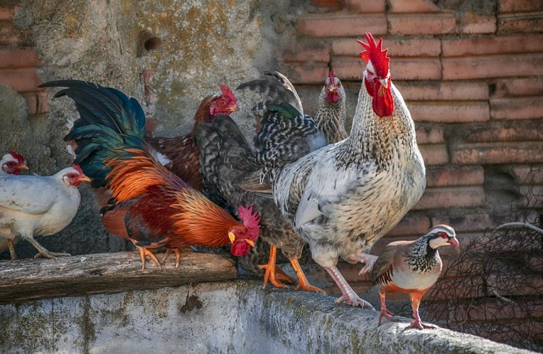 γρίπη πτηνών