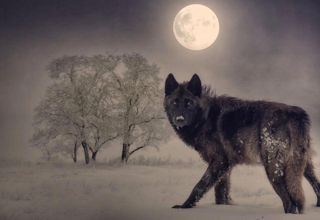 πανσέληνος του Λύκου