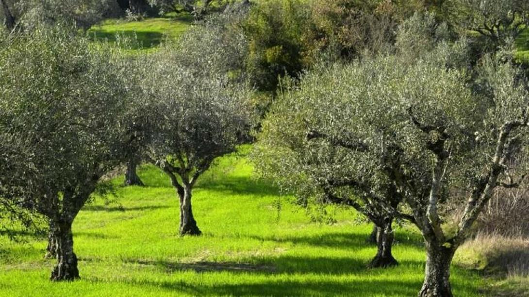 λιόφυτο