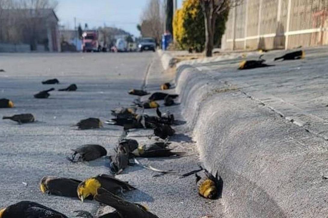 κοτσύφια πέφτουν από τον ουρανό στο Μεξικό