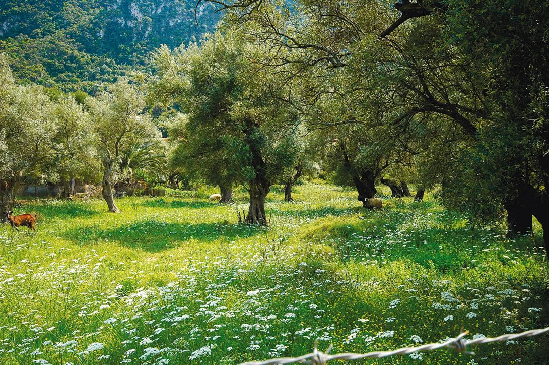 λιόφυτο