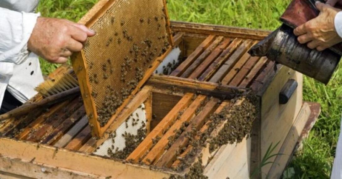 ΜΕΛΙΣΣΟΚΟΜΙΑ