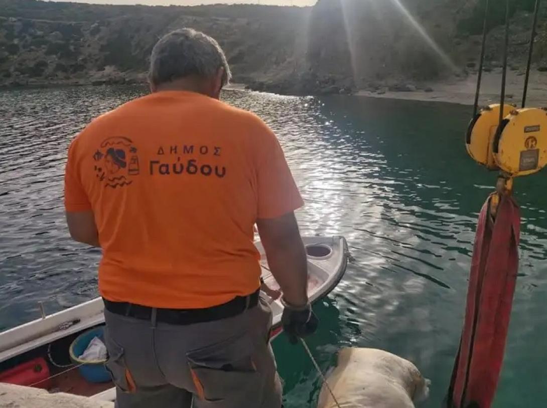 Αγελάδα